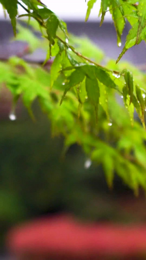 雨中的枫叶 合集下雨天80秒视频