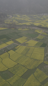 陕西汉中油菜花自然风光4k航拍[风景迷人]视频