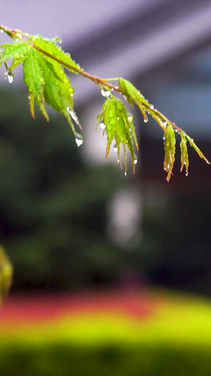 雨中的枫叶 合集下雨天80秒视频