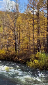 内蒙古兴安盟金色的秋天风光实拍视频旅游目的地视频