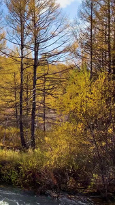 内蒙古兴安盟金色的秋天风光实拍视频阿尔山视频