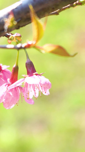 初春绽放的樱花樱花季53秒视频