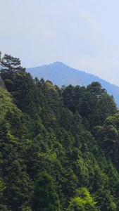 浙江南部森林山谷自然风光航拍合集森林氧吧视频