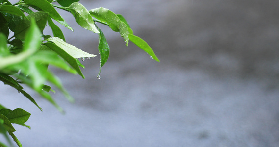 叶子上的雨滴视频