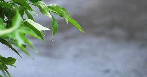 叶子上的雨滴17秒视频