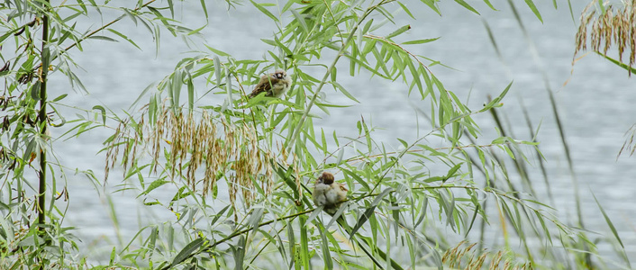 芦苇蒲草野草麻雀秋季湿地视频