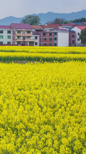 乡村油菜花自然风光[风景迷人]视频