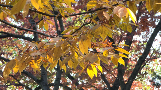 晴日秋叶视频