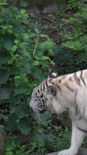 动物园狮虎山母狮子44秒视频
