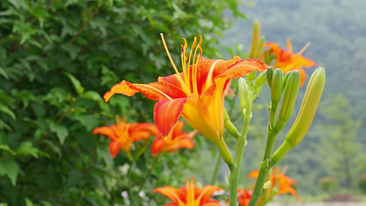 黄花菜食物食材4K蔬菜视频