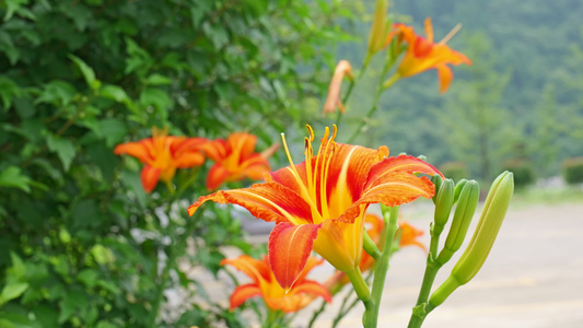 黄花菜食物食材4K蔬菜视频