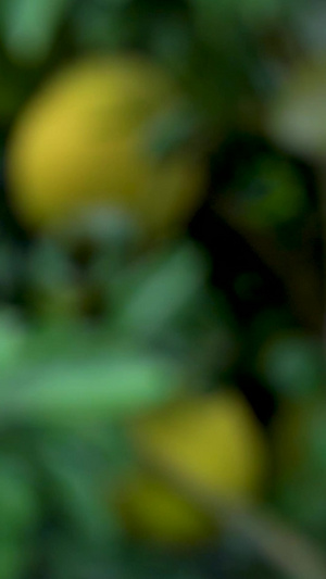 果园柚子果树水果运镜合集柚子树46秒视频