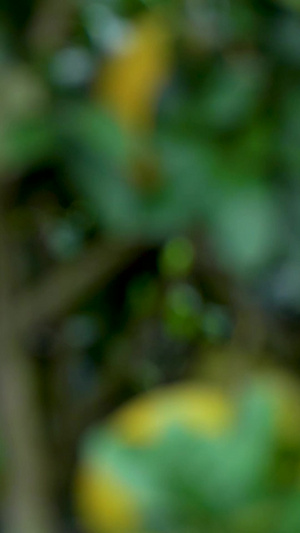 果园柚子果树水果运镜合集柚子果园46秒视频