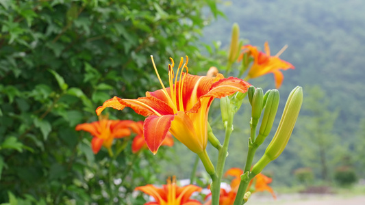 黄花菜食物食材4K蔬菜视频