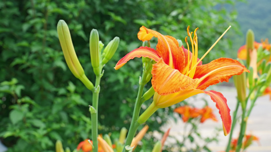 黄花菜食物食材4K蔬菜视频