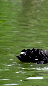 实拍水里成对的黑天鹅生态环境视频