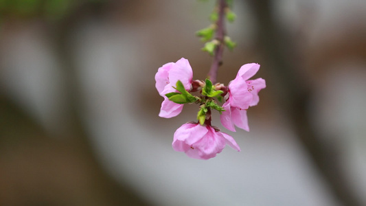 桃花开放视频