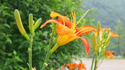 黄花菜食物食材4K蔬菜视频