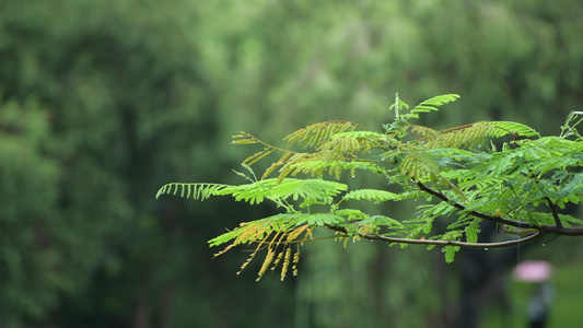 4K雨天的植物叶子特写视频