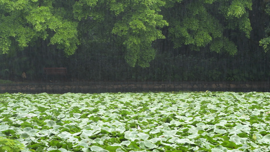 4K雨天的植物叶子特写视频