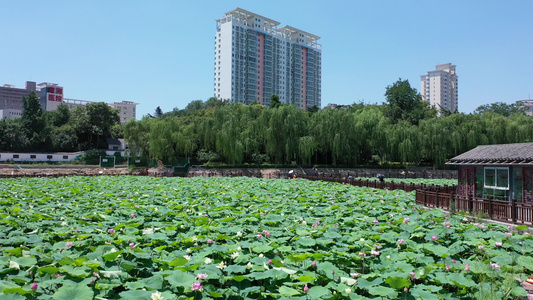 航拍夏日荷塘荷花荷叶碧绿清凉公园自然美景视频