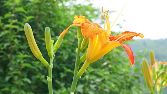 黄花菜食物食材4K蔬菜视频