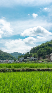 乡村绿油油的稻田[绿莹莹]视频