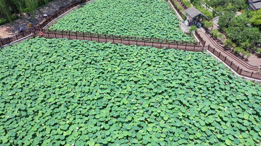 航拍夏日荷塘荷花荷叶碧绿清凉公园自然美景视频