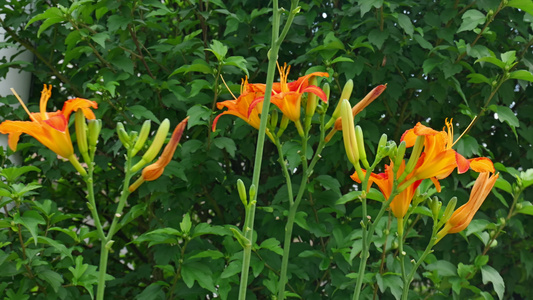 黄花菜食物食材4K蔬菜视频