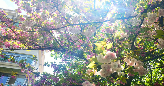 阳光下的樱花花朵花瓣视频