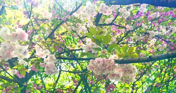 阳光下的樱花花朵花瓣视频