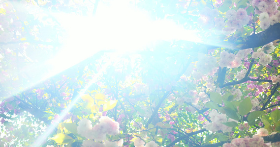阳光下的樱花花朵花瓣视频