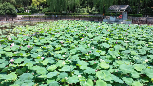 航拍夏日荷塘荷花荷叶碧绿清凉公园自然美景视频