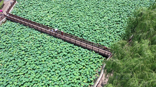 航拍夏日荷塘荷花荷叶碧绿清凉公园自然美景视频