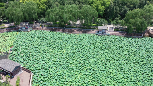 航拍夏日荷塘荷花荷叶碧绿清凉公园自然美景视频