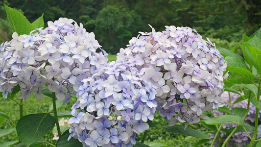 花花朵4K 视频