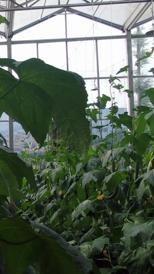 现代农业有机蔬菜丝瓜73秒视频