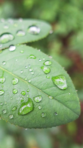 雨天叶子上的露水自然景观[地理景观]视频