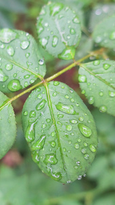 雨天叶子上的露水自然景观视频