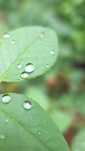 雨天叶子上的露水自然景观视频