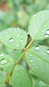 雨天叶子上的露水自然景观视频