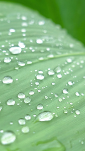 雨天叶子上的水滴露水植物肌理美人蕉4k视频