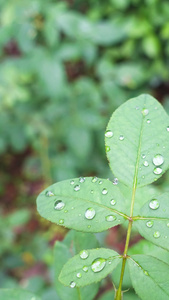 雨天叶子上的露水自然景观视频