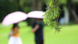 1080升格雨天的植物叶子特写49秒视频