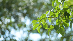4K夏天阳光下的树叶12秒视频