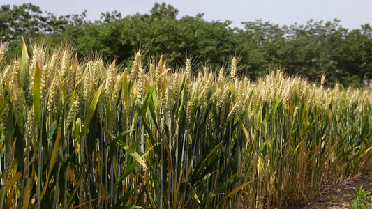 麦子成熟小麦成熟麦田视频