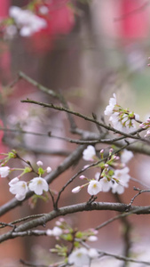 城市春天花季花期盛开的白色樱花素材城市宣传视频