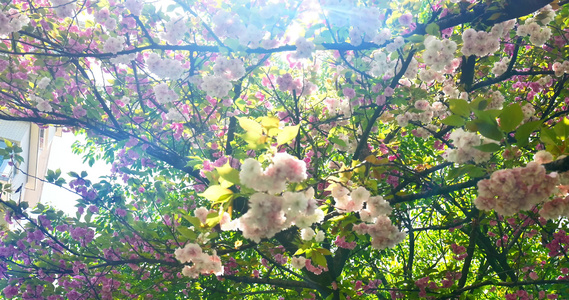 阳光下的樱花花朵花瓣视频