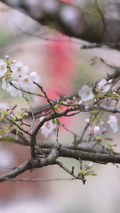 城市春天花季花期盛开的白色樱花素材樱花树视频