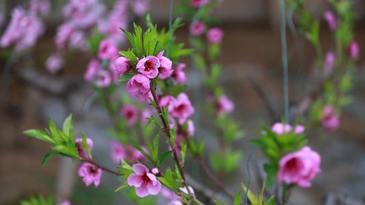 实拍大棚里的桃花视频